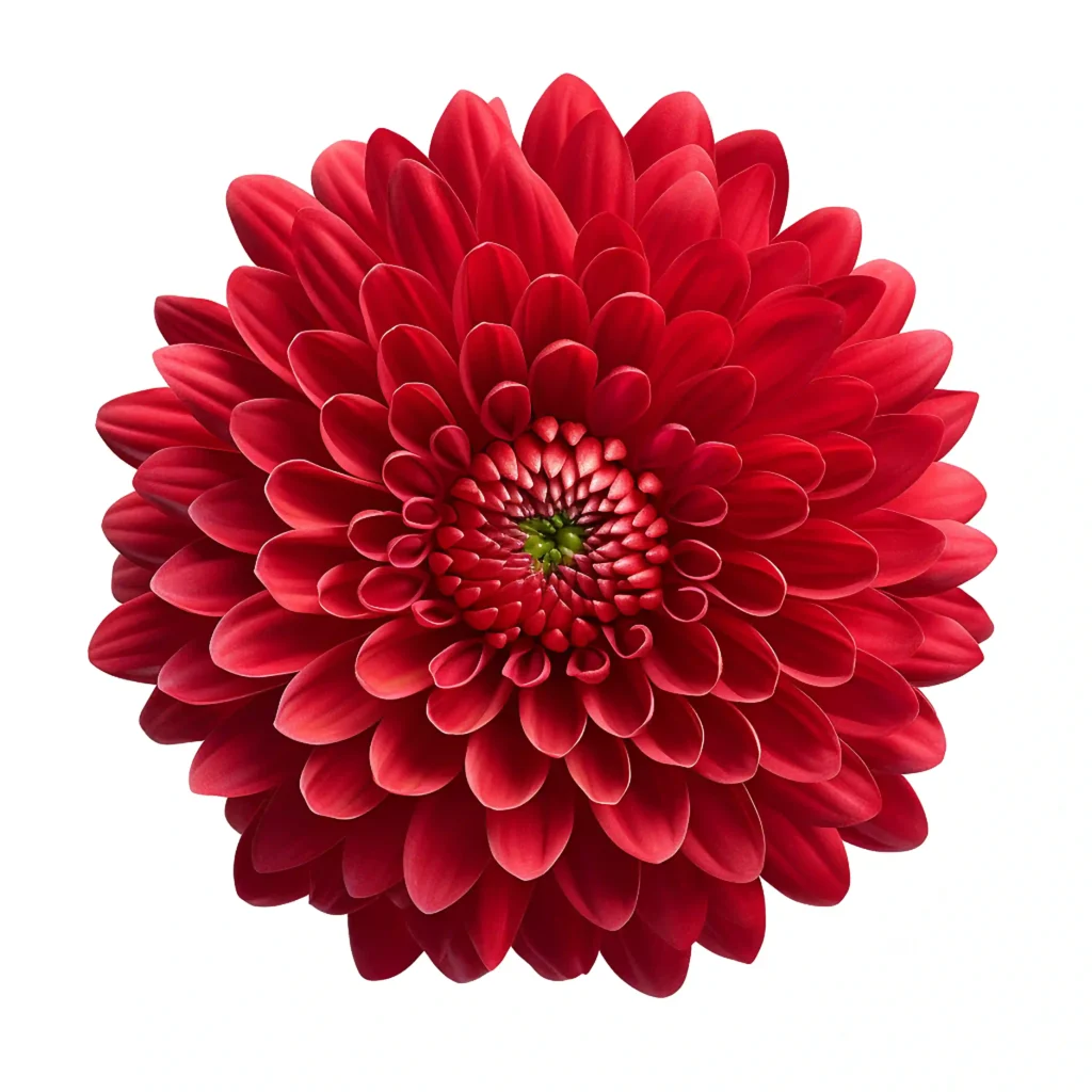 red flower realistic red flower PNG