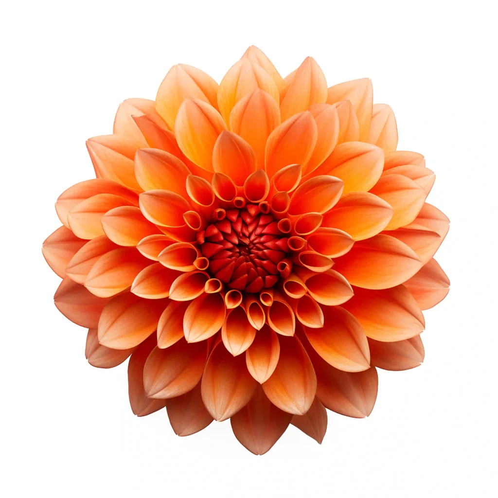 Free Beautiful Orange Flowers PNG